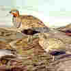 Sandgrouse